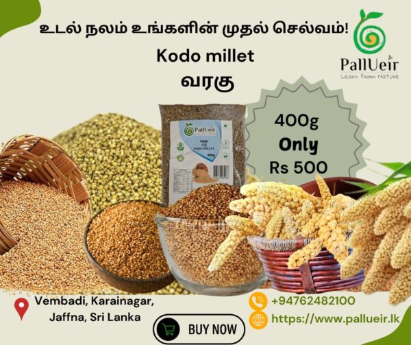 Kodo Millet Flour | Varagu Maavu | வரகு மா