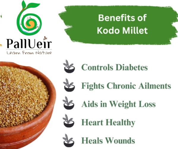Kodo Millet Flour | Varagu Maavu | வரகு மா